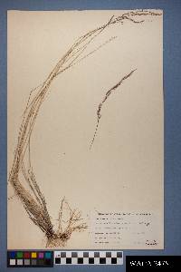 Muhlenbergia pauciflora image